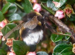 Bombus lucorum