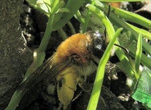 L'Abeille des sables, Andrena nitida