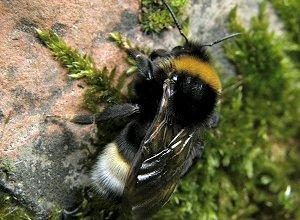 Le Bourdon-coucou, Bombus (Psythirus) vestalis