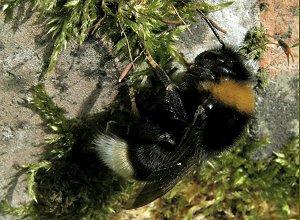 Le Bourdon-coucou, Bombus (Psythirus) vestalis