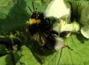 Le Bourdon des jardins, Bombus hortorum