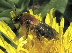 L'Abeille, Apis mellifera