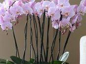 Conseils pour choisir orchidée fête Mères