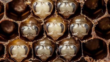 Les 21 premiers jours de la vie d’une abeille en timelapse