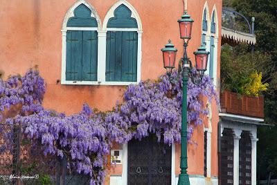 Venise au temps des glycines