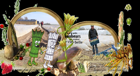 Saison des asperges wallonnes de Stéphane Longlune  à Jurbise en  agriculture raisonnée
