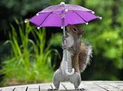 Trop mignon écureuil s’abrite sous parapluie