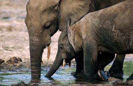 Les braconniers gagnent du terrain : les éléphants tués en masse