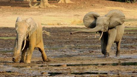Les braconniers gagnent du terrain : les éléphants tués en masse