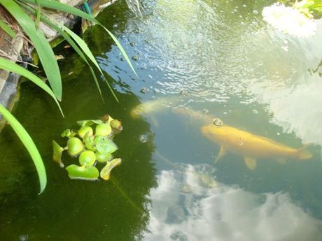 MON BASSIN DE KOI