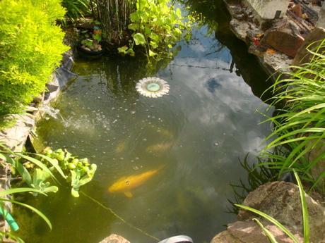 MON BASSIN DE KOI