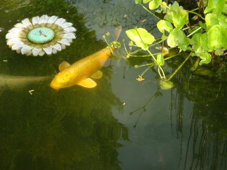 MON BASSIN DE KOI