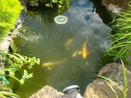 MON BASSIN DE KOI