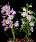Orchidee Dendrobium Nobile