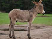 Réforme collèges signifie "élitisme"