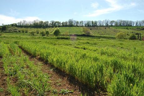 Les paysans-boulangers cultivent les graines de résistance