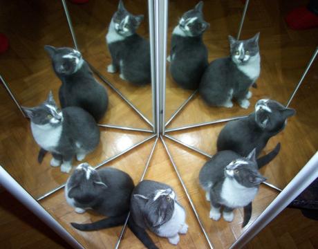 neuf chats