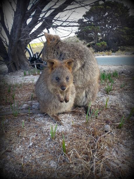 cute quokka