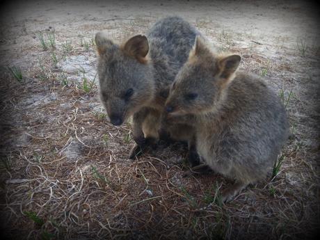 cute quokka