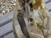 Comment faire purin limaces