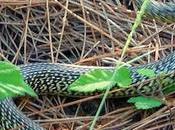 glissement dans l’herbe, sifflement,