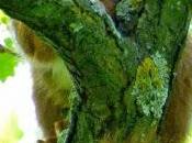 sieste l'écureuil♡