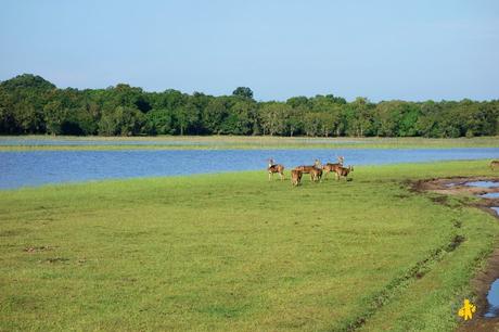 Safari en famille au Sri Lanka