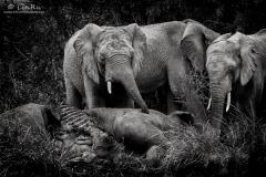 elephant, éléphant, cimetière, graveyard, goodbye, aurevoir, adieu, deuil, mourning, loss, losing, perdre, perte, proche, loved