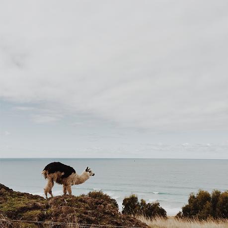 great ocean road friend