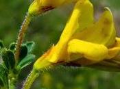 Cytisus decumbens (Cytise rampant)
