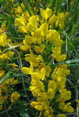 Cytisus decumbens (Cytise rampant)