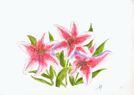 Encore des fleurs : Lys roses ...