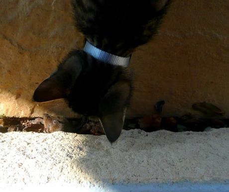 Les aventures de Titi, suite...