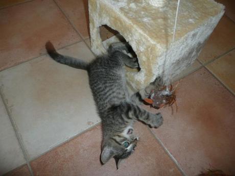 Les aventures de Titi, suite...