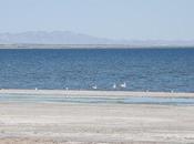 Salton Sea, quand monde marche tête
