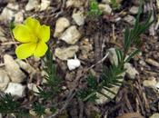 Fumana procumbens (Fumana couché, vulgaire)