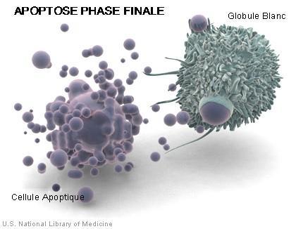 apoptose_macrophage
