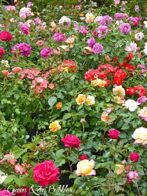 Les jardins d'Albertas