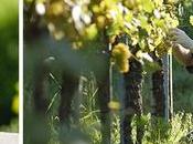 vins laissent tête légère. Jamais Revue France distingué autant bio.