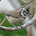 Week-end national de comptage des oiseaux dans les jardins !