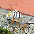 Le comptage des escargots de votre jardin, c'est cet été...