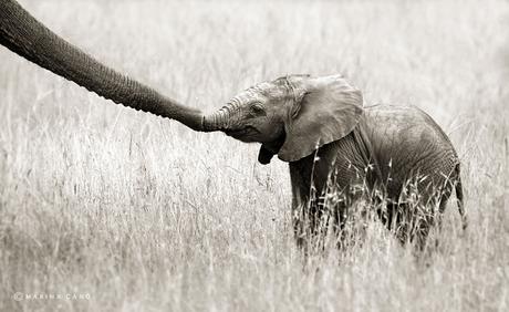Marina Cano, photographe de la vie sauvage
