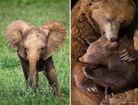 AnimauxSauvagesparMarinaCano11