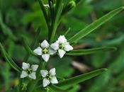 Fleurs pelouses calcaires