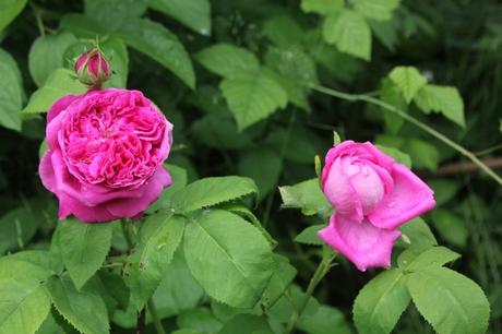 Les roses de mai