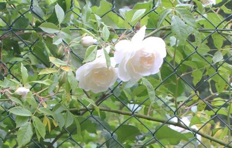 Les roses de mai