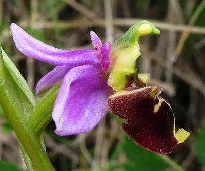 Histoire d'insectes : d'un Ophrys à une Knautie