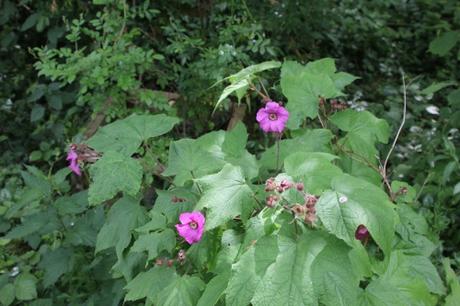 Rubus odoratus