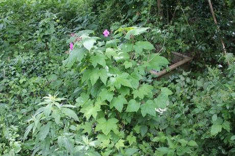 Rubus odoratus