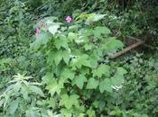 Rubus odoratus